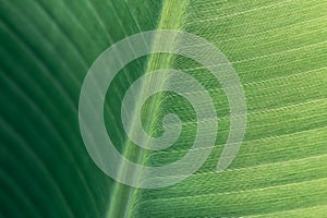 close up macro shot of a green banana leaf - leaf texture