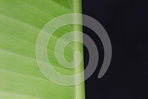 close up macro shot of a green banana leaf - leaf texture