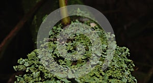 Close up macro shot of green lichen - UK