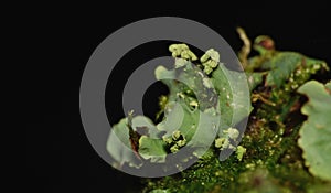Close up macro shot of green lichen - UK
