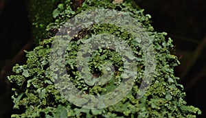 Close up macro shot of green lichen - UK