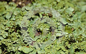 Close up macro shot of green lichen - UK