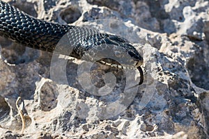 Close up shot of the head of an adult Black Western Whip Snake, Hierophis viridiflavus, in Malta