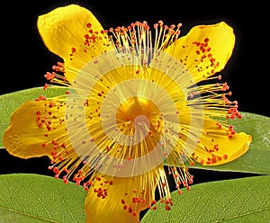 Close up macro shot of Hypericum calycinum