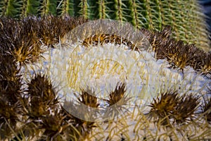 Close-up and macro shot of the Inflorescence of a Echinocactus platyacanthus or Giant Barrel cactus photo