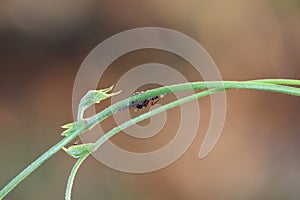 close up macro shot with insect bug black ants on a green leaf.Portrait macro big ants on tree with green nature background