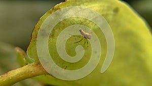 close up macro shot of a insect lover springtail on leaf