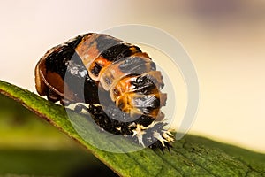 Close-up macro shot of Ladybird Beetle Pupa