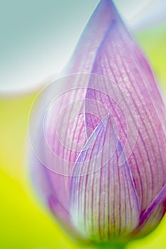 Close-up macro shot of lotus flower bud. The flower is pink and the background is blurred