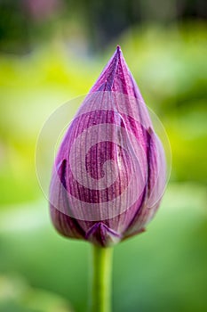 Close-up macro shot of lotus flower bud. The flower is pink and the background is blurred