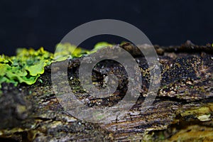 Close up macro shot of moss and lichen on a tree branch