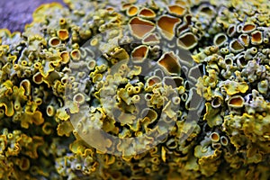 Close up macro shot of moss and lichen on a tree branch