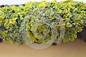 Close up macro shot of moss and lichen on a tree branch