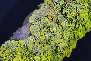 Close up macro shot of moss and lichen on a tree branch