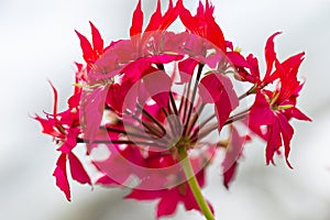Close-up Macro Shot of Pelargonium or Garden Geranium Flowers of Helen Christine Sort