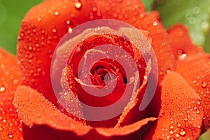 A close up macro shot of a red rose.