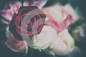 Close up macro shot of a rose
