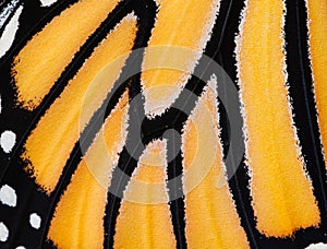 A close up macro shot of the scales on a monarch butterfly wing