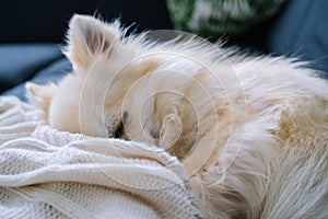 Close-up macro shot of sleeping dogs eye and ear