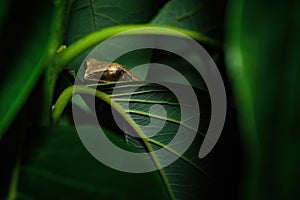 close up macro shot of sleeping tree frog on the green leaf