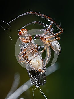 Close up macro shot of a spider grabbed the victim and wrapped it in a web