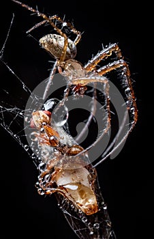 Close up macro shot of a spider grabbed the victim and wrapped it in a web