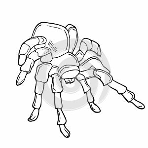 Close up macro shot of a spider in linear style vector illustration. Continuous one line drawing of spider silhouette isolated on