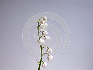 Close-up macro shot of sweetly scented, pendent, bell-shaped white flowers of Lily of the valley Convallaria majalis  on