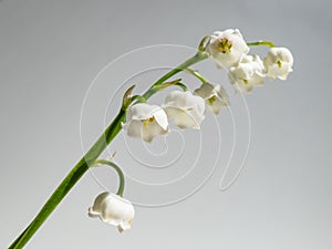 Close-up macro shot of sweetly scented, pendent, bell-shaped white flowers of Lily of the valley Convallaria majalis isolated on