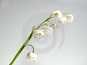 Close-up macro shot of sweetly scented, pendent, bell-shaped white flowers of Lily of the valley Convallaria majalis isolated on