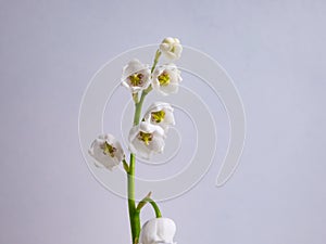 Close-up macro shot of sweetly scented, pendent, bell-shaped white flowers of Lily of the valley Convallaria majalis isolated on