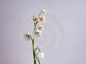 Close-up macro shot of sweetly scented, pendent, bell-shaped white flowers of Lily of the valley Convallaria majalis isolated on