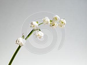 Close-up macro shot of sweetly scented, pendent, bell-shaped white flowers of Lily of the valley Convallaria majalis isolated on