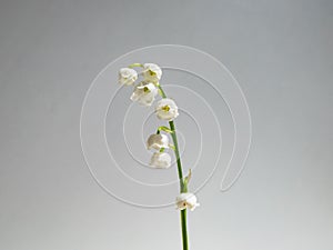 Close-up macro shot of sweetly scented, pendent, bell-shaped white flowers of Lily of the valley Convallaria majalis isolated on