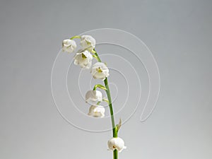 Close-up macro shot of sweetly scented, pendent, bell-shaped white flowers of Lily of the valley Convallaria majalis isolated on