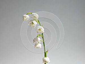 Close-up macro shot of sweetly scented, pendent, bell-shaped white flowers of Lily of the valley Convallaria majalis isolated on