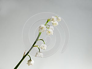 Close-up macro shot of sweetly scented, pendent, bell-shaped white flowers of Lily of the valley Convallaria majalis isolated on