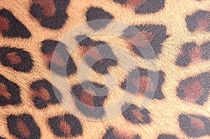 A close up macro shot taken on some leopard body spots printing