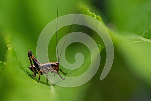 Close-up macro shot of tiny grasshopper on a green leaf. Isolated on bright green background