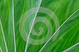 Close up, macro shot, of the underside of a large Philodendron leaf with different shades of green