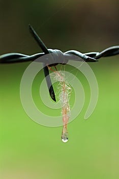 Close up macro shot water drop on rose