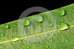 Close up macro shot of water droplets on a green leaf.