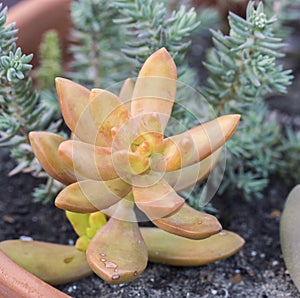 Close up macro shot of a yellow orange sedum nussbaumerianum coppertone stonecrop succulent plant with thick colorful star-