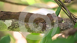 Close up macro shots of Giant leaf-tailed or flat tailed gecko in prime forests of Madagascar.