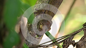 Close up macro shots of Giant leaf-tailed or flat tailed gecko in prime forests of Madagascar.