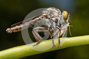 Close up macro shots Rober fly eating small insects.