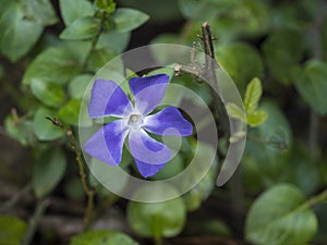 Close up macro of single common dwarf periwinkle plant, Vinca minor. Delicate and bright blue flower of periwinkle