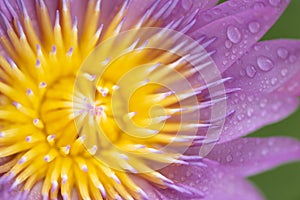 Close-up macro soft focus dew drop on bright purple water lily flowers tropical flora plant exotic blossom blur background.concept
