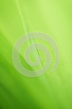 Close up macro soft focus fresh green spring leaves pattern texture abstract blurred background.ecology backdrop,desktop wallpaper