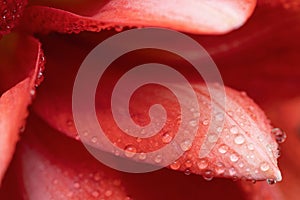 Close-up macro soft focus on petal scarlet red Amaryllis flowers plant blossom pastel background.nature spring flora desktop